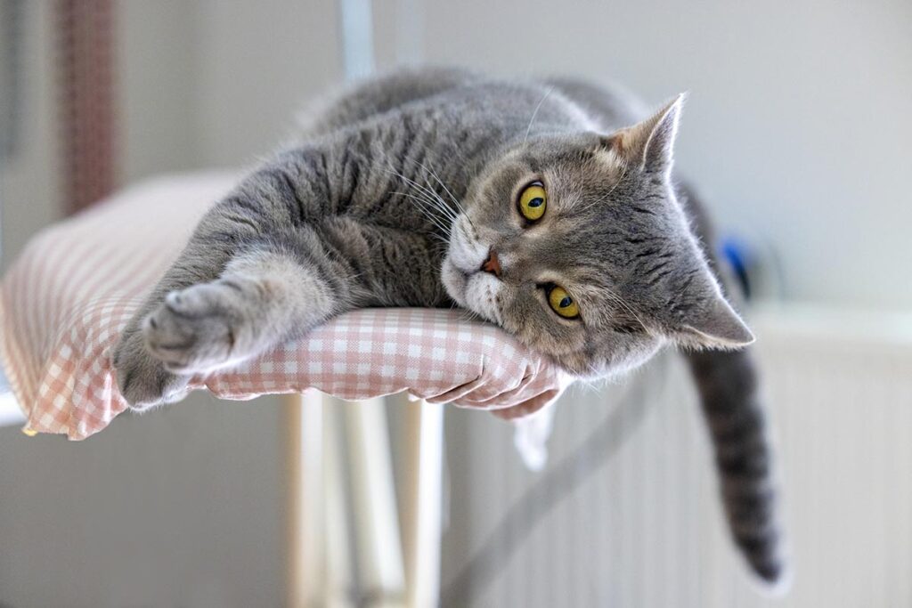 12 Signs Your Cat Is Having a Seizure