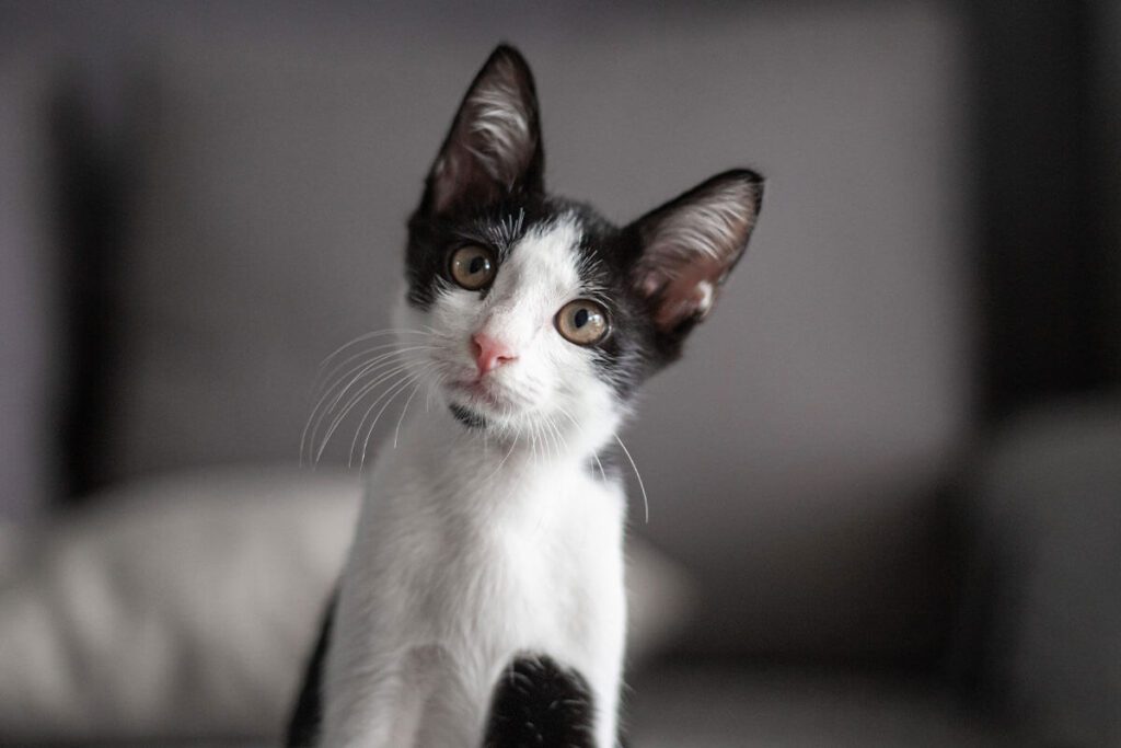 Cat With Tilted Head