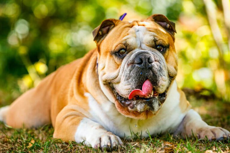 Why Is My Dog Foaming at the Mouth? Frontier Veterinary Urgent Care