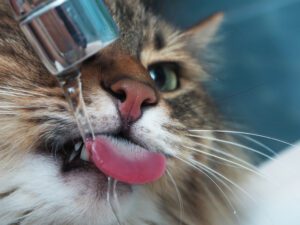 cat drinking water milwaukee, wi