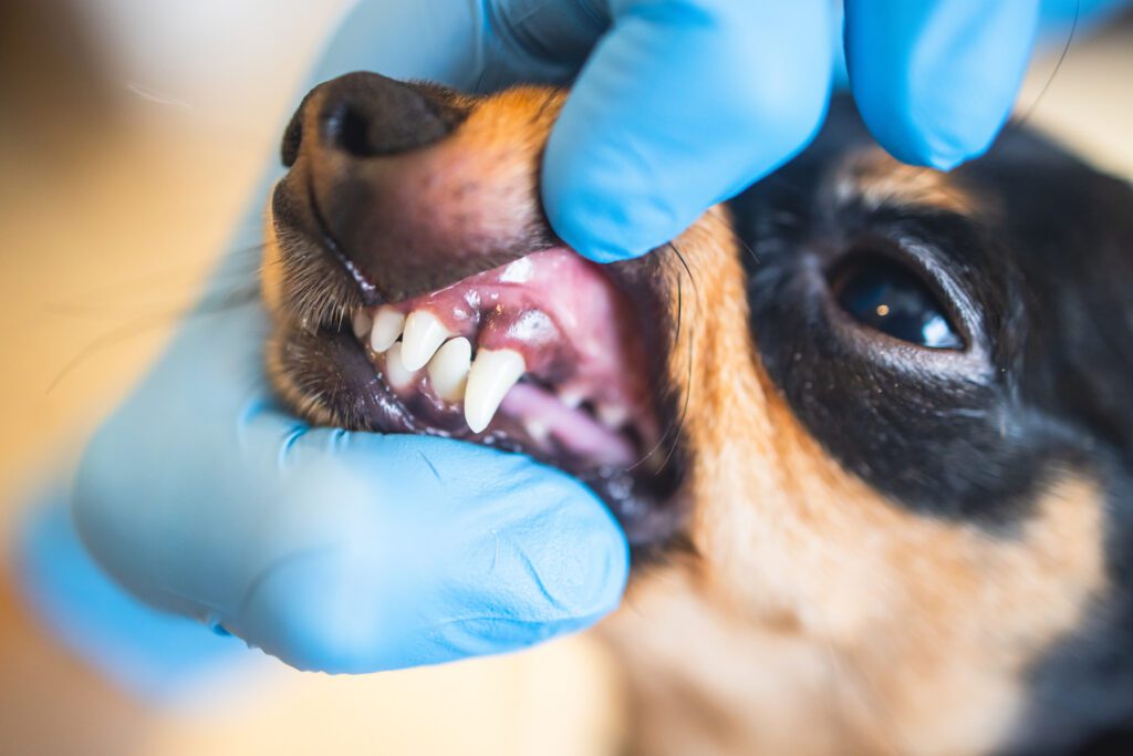 dog dental emergency-milwaukee-wi