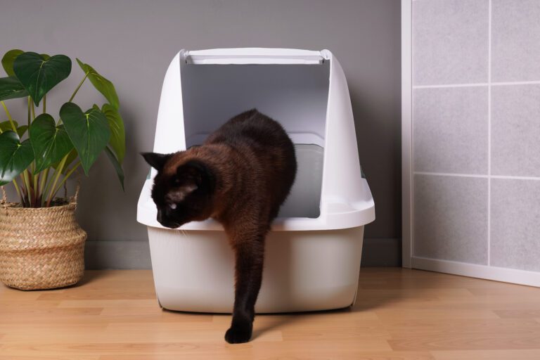 8 Symptoms of a Feline Urinary Infection | Frontier Veterinary Urgent Care