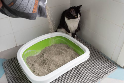 cat-sitting-next-to-litterbox-while-owner-pours-litter