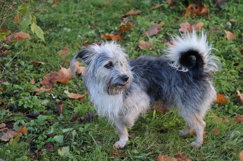 dog-limping-on-three-legs-in-yard