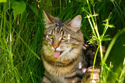 cat-panting-in-tall-grass