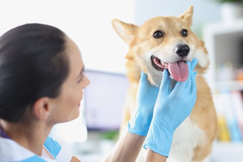 vet-examining-dog-closely