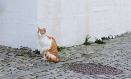 cat-sitting-on-sidewalk-corner-favoring-front-paw