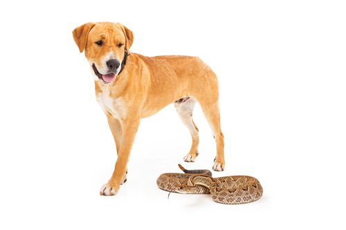 labrador-dog-looking-down-at-snake