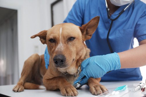 male-vet-listening-to-dog's-breathing-at-clinic