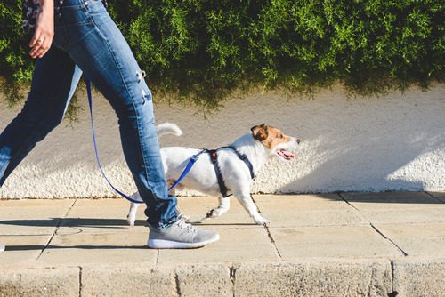 leashed-dog-walking-next-to-owner-on-sidewalk