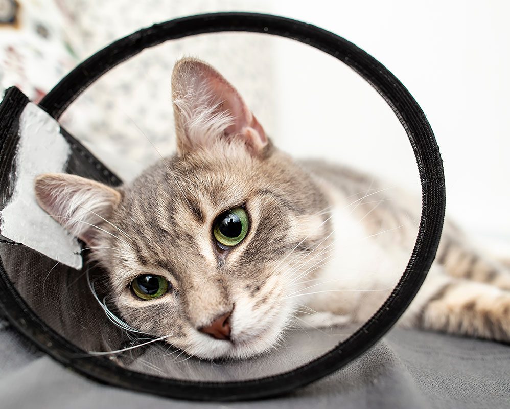 Green Eyed Cat Wearing A Surgery Cone