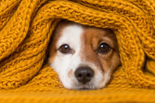 brown-and-white-dog-wrapped-up-with-yellow-blanket