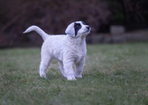 white-and-black-puppy-outside