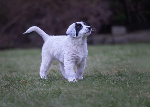 white-and-black-puppy-outside