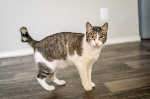 gray-and-white-cat-standing-in-the-hallway