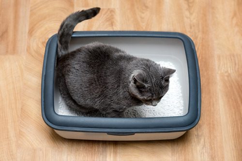 gray-cat-in-litter-box