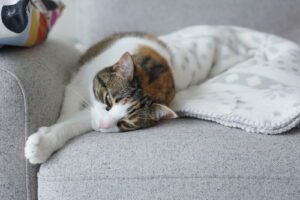 sad-cat-laying-on-the-couch