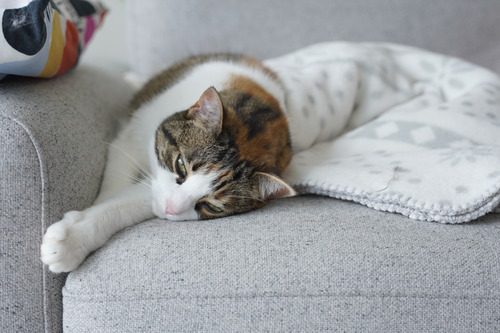 sad-cat-laying-on-the-couch