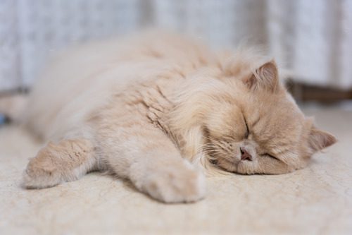 British-longhair-cat-sleeping-on-the-floor