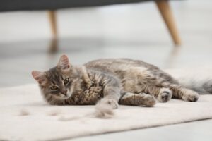 gray-cat-laying-on-carpet-with-balls-of-hair