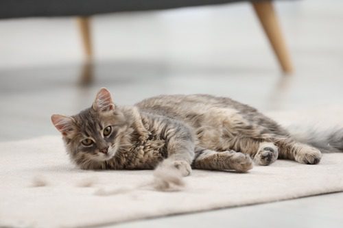 gray-cat-laying-on-carpet-with-balls-of-hair