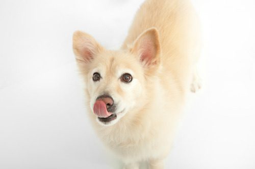 white-corgi-mix-dog-licking-its-nose