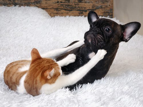 cat-and-dog-fighting