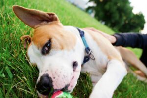 American-bulldog-dog-laying-in-grass-with-a-ball-in-its-mouth