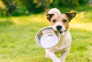 jack-russell-terrier-dog-running-outside-carrying-a-metal-water-bowl-in-its-mouth