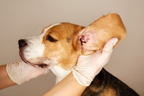 veterinarian-examining-a-beagle-dog's-ear