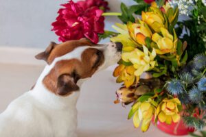 jack-russell-terrier-dog-sniffing-flowers-in-a-bucket