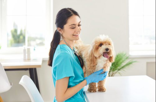 female vet performs a physical exam on small dog at clinic