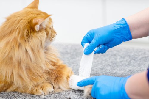 vet wrapping a bandage on orange cat's leg