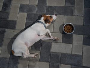 sad jack russell terrier dog laying next to full food bowl on the floor with no appetite