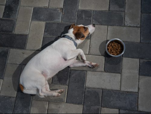 sad jack russell terrier dog laying next to full food bowl on the floor with no appetite