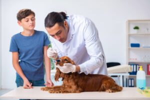 male vet examining dog's nose while young boy waits nearby