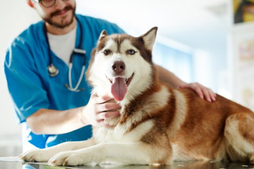 male vet examining husky dog at clinic
