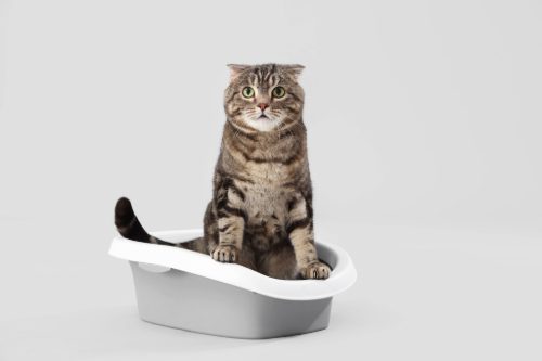gray cat sitting in litterbox against a gray background
