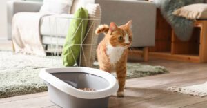 orange and white cat standing near litter box in the living room
