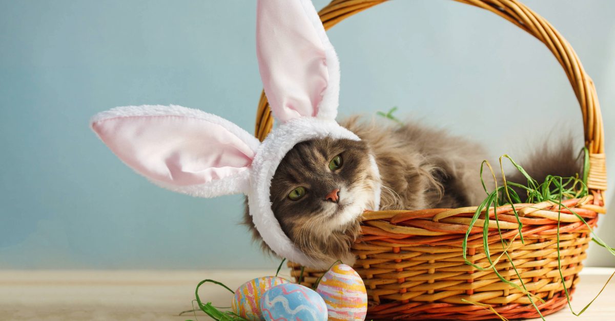 cat wearing bunny ears laying in a wicker basket with fake Easter eggs nearby