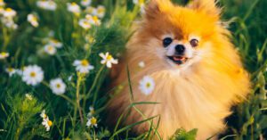 pomeranian dog sitting in a field of daisies