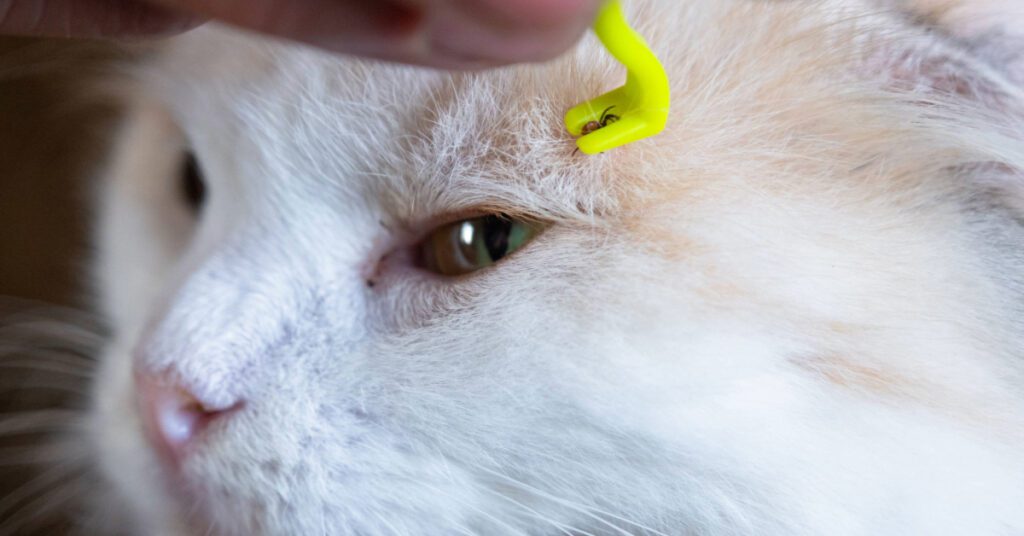 close up of owner using tool to remove tick from cat's face