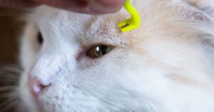 close up of owner using tool to remove tick from cat's face
