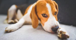 beagle dog biting itself