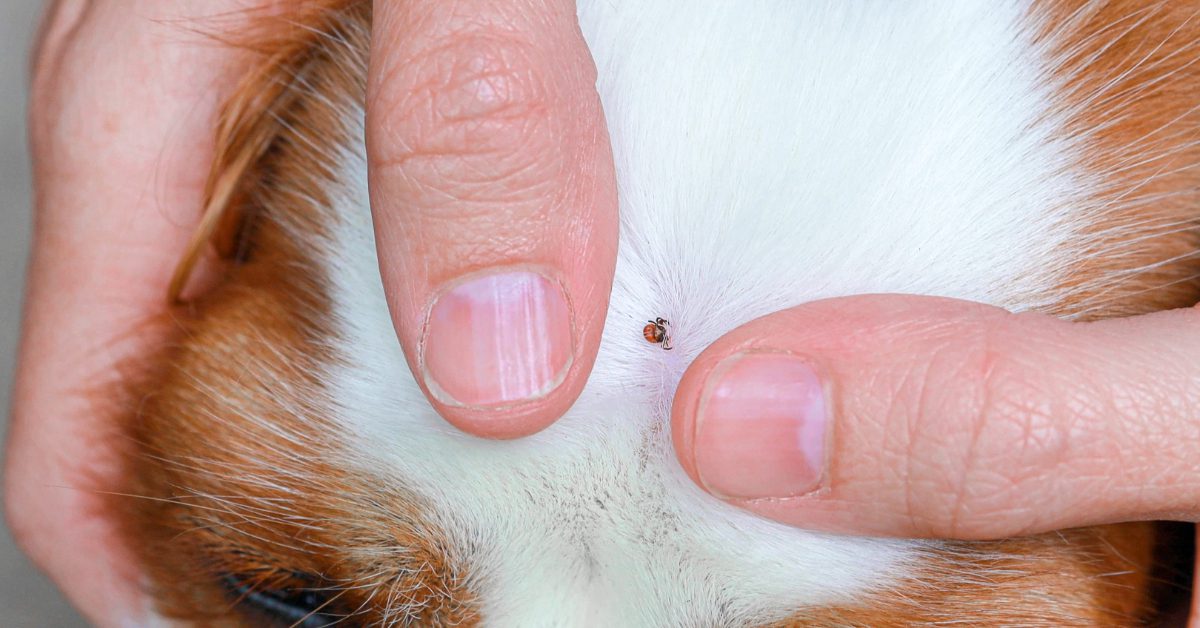 close up of owner parting dog's fur to reveal a tick
