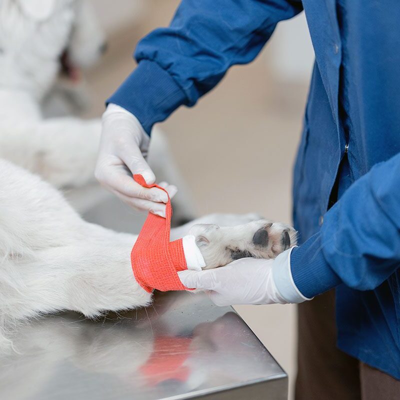 dog with an injured leg